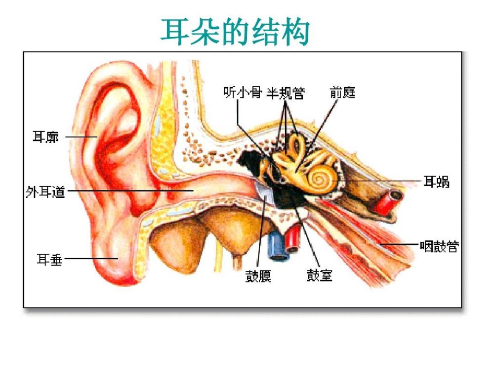 耳前动脉位置示意图图片