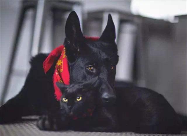 黑猫通灵 黑狗辟邪是真的吗 腾讯新闻