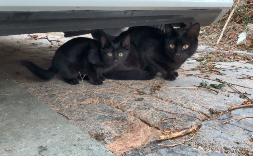 母猫带小猫来 投靠 老熟人 却与流浪狗针锋相对 母子俩都不怂 腾讯新闻