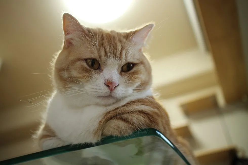 小猫咪揣手手是因为冷?再看要等一年?别信!