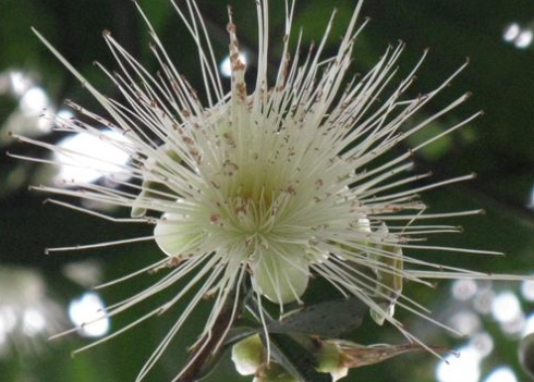 人称铃铛果只吃皮不吃肉3月开花5月成熟1斤卖18元