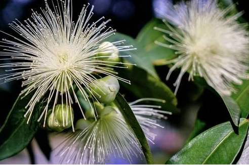 人称铃铛果只吃皮不吃肉3月开花5月成熟1斤卖18元