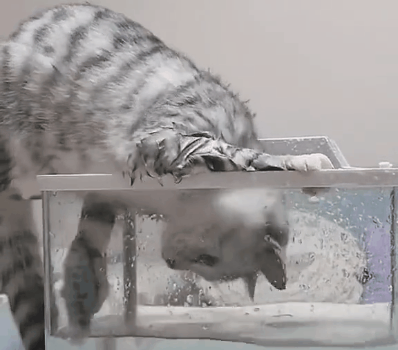 猫咪趁铲屎官离开竟下水捞金鱼鱼我以为再也见不到主人了