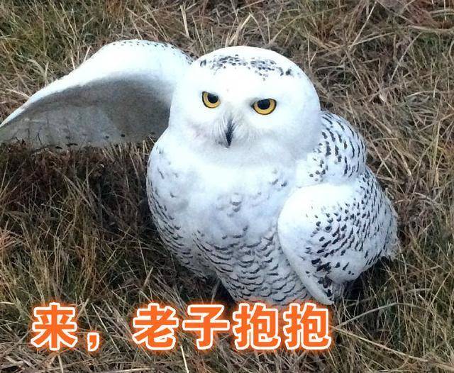 关于表情包担当雪鸮的这些知识你知道吗?|雪鸮|雄雪鸮|猫头鹰|猛禽