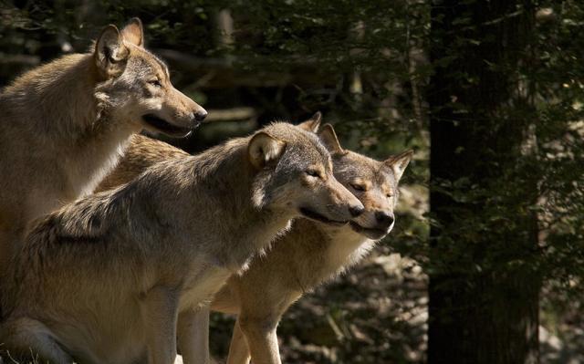 史玉柱谈华为伟大企业要引狼入室让员工主动干的薪酬模式