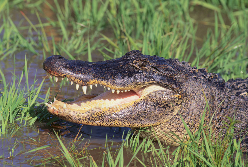 蜥蜴 古老的爬行动物 腾讯新闻