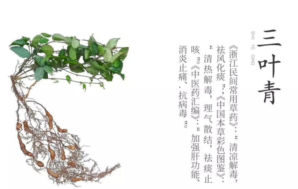 磐安中药材的战"疫"故事——三叶青篇