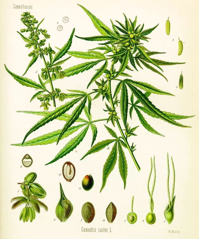(cannabinoids),是从大麻(cannabis sativa)里发现的一组萜酚类化合物