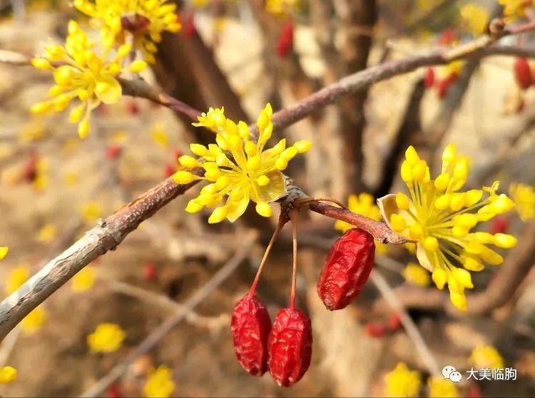 你見過山茱萸開花嗎臨朐縣城公園裡就有