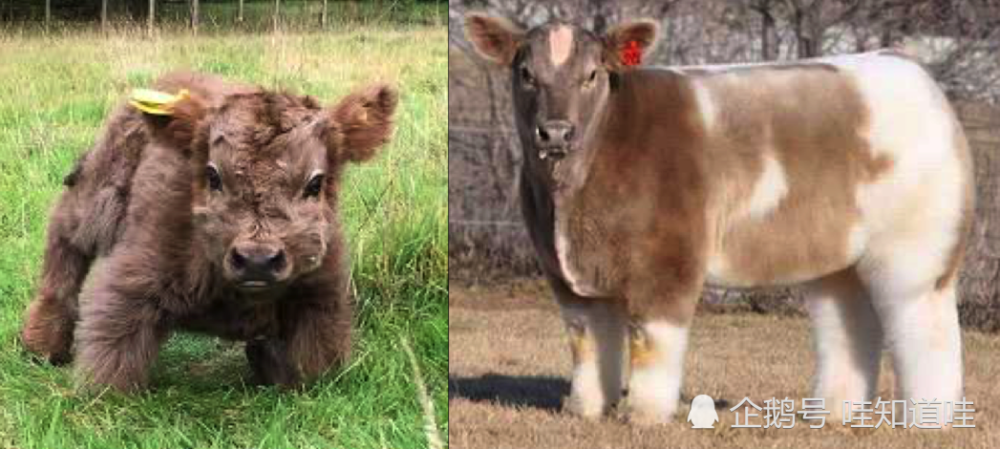 2米的牛才被认为是迷你牛.