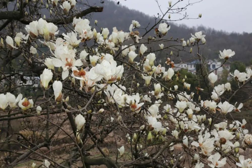 怀宁县石镜乡望春花盛开 约你"云赏花海"