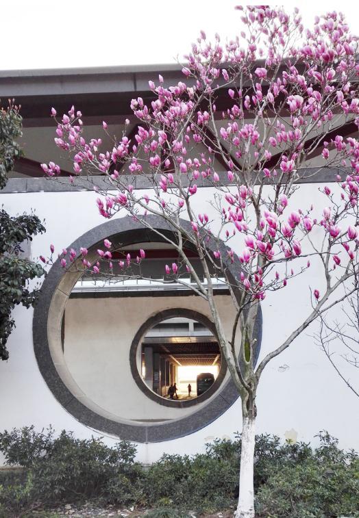 园林常用主景树一览_腾讯新闻