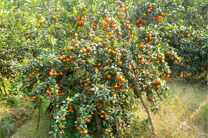 想要种植砂糖橘赚到钱,在种植过程中有什么是需要注意的吗