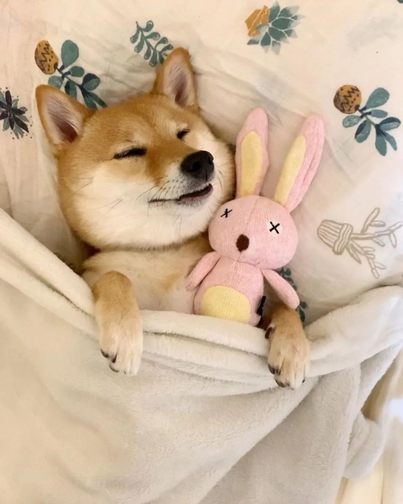 睡颜真的好安详呀!