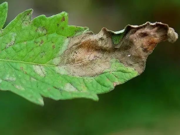 养护植物花卉时常见的几种病害分辨,附防治方法
