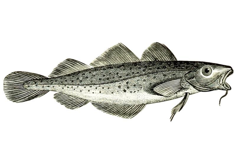 油鱼 鳕鱼 傻傻分不清楚 怎么辨别看这3点 腾讯新闻