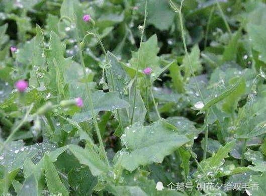 农村常见的一种野草,人称"羊蹄草,味道似茼蒿,很美味