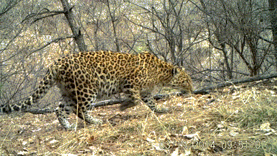 浙江一村庄有村民报告牛被咬鸡被吃,村里装监控已盯四天