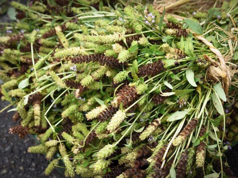 这野草一到夏季就枯萎,古人称它为"肝之草",如今常做成凉茶_腾讯新闻