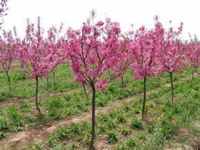 这3种树最适合种在庭院,花开满院香,寓意极佳显富贵,极好养!