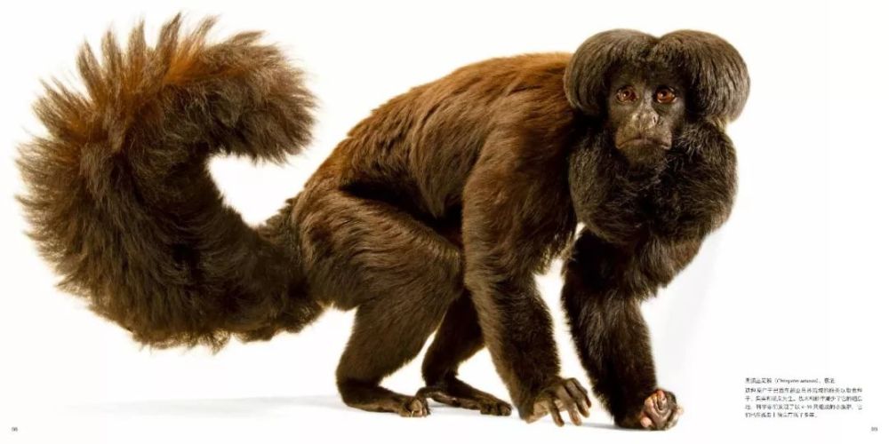 12000种珍稀动物影集:读这本书的孩子,未来或许能改变世界!