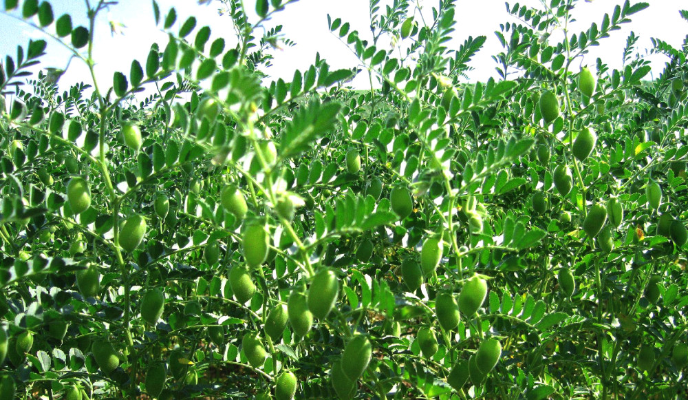 鹰嘴豆的高产栽培技术