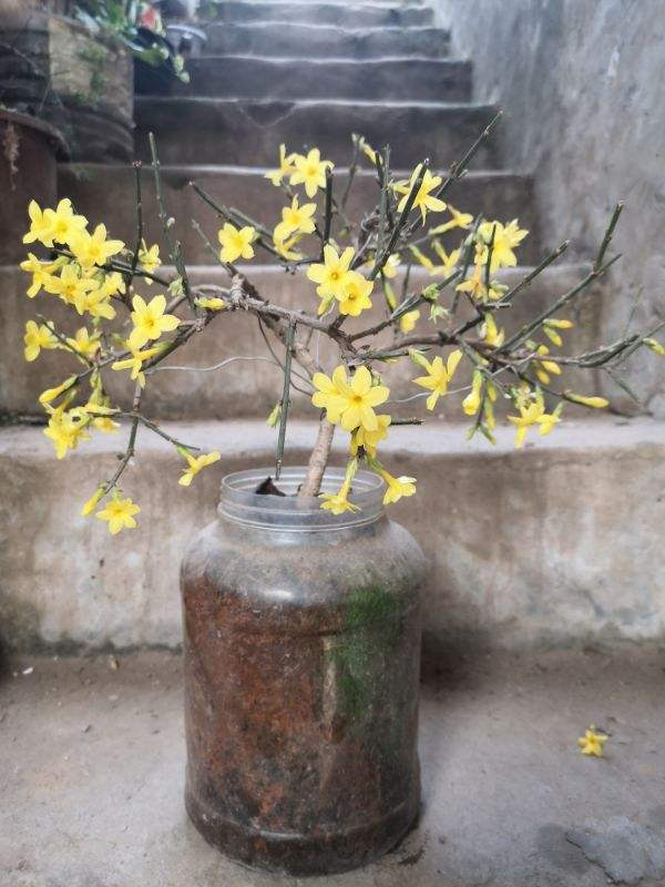 迎春开败怎么修剪注意这3点来年开花成一片