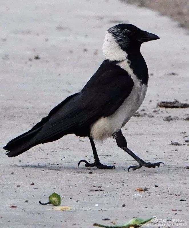 达乌里寒鸦白喉红臀鹎灰背伯劳白胸苦恶鸟斑文鸟这2019年,我和老伴还
