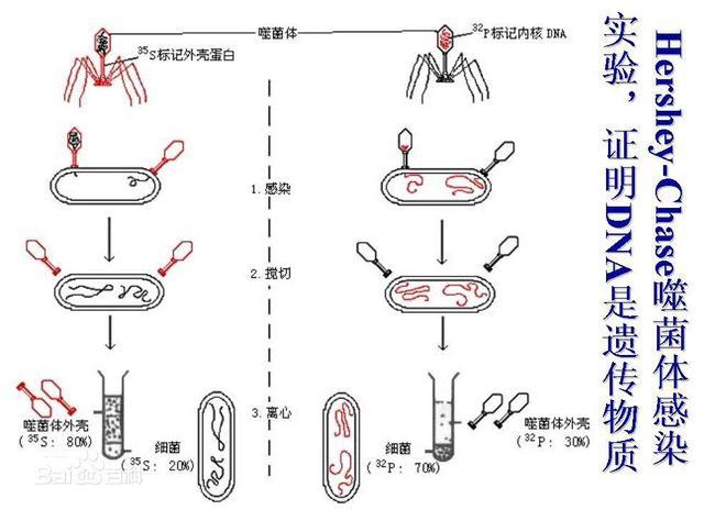 特立独行,外貌奇特的噬菌体,真是病毒中的一股"清流"_腾讯新闻