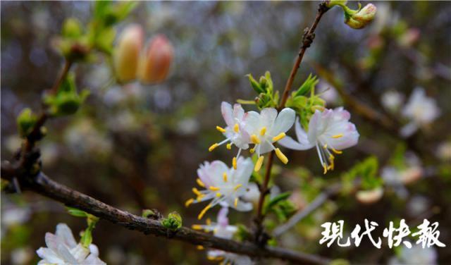 鬱香忍冬湖畔的柳樹已經抽芽,透過淺綠色的柳簾看湖光山色,別有一番