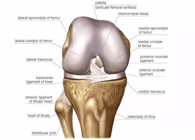 膝关节常见体格检查