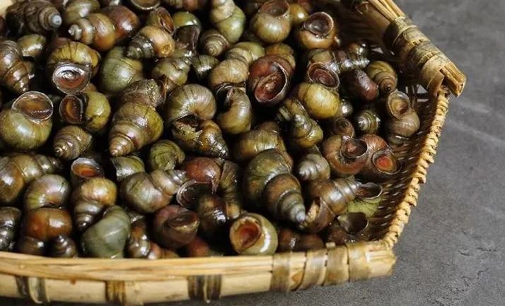 叮!您有一份广西撩螺图鉴,请查收