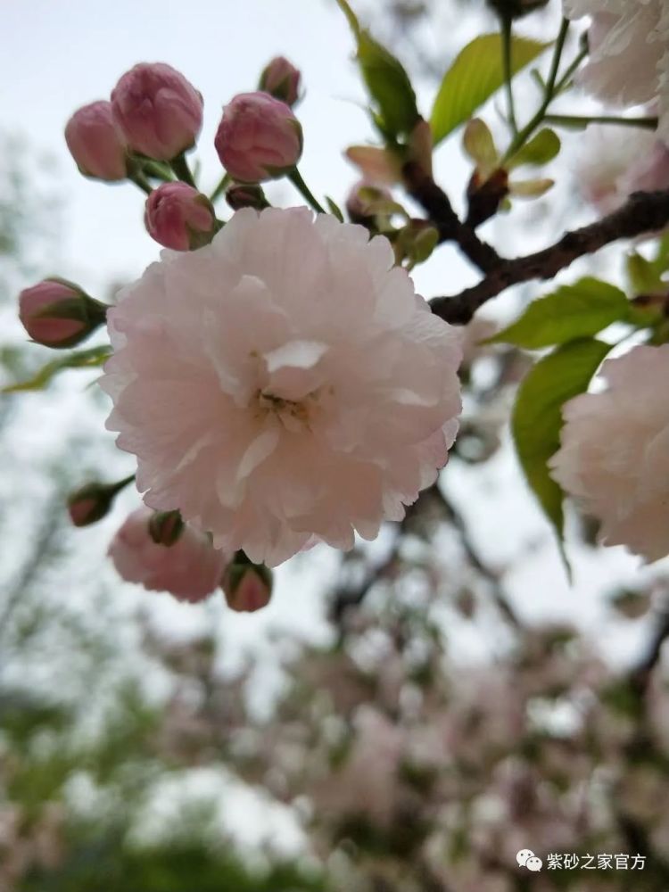 莺时三月·惊蛰_腾讯新闻