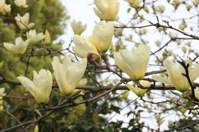 粉色,有白色,碩大花瓣在風中飛舞,嫵媚動人;武當玉蘭花紅似火嬌豔迷人