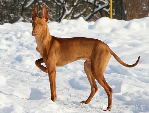 埃及除了金字塔,还有另一个国宝,被称为"金色面具"的猎犬