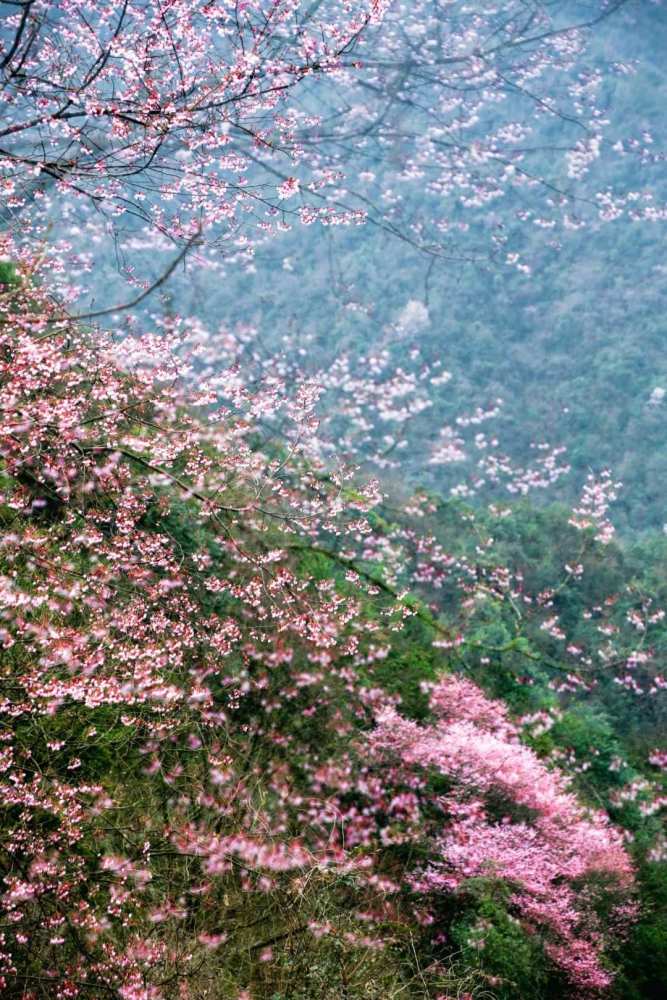 满山的野樱花图片