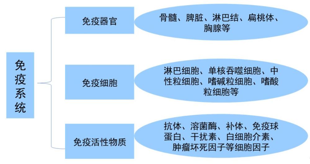 人体免疫系统由 免疫器官,免疫细胞以及免疫活性物质组成(如下图).