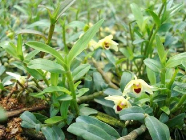 在乡下遇见此草可别错过它比九重楼还珍贵1斤可卖几千元
