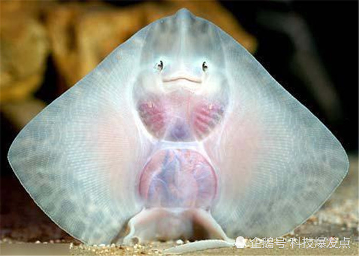 鱼的身子人的脸韩国的奇怪生物被称人脸鱼山海经中有记载