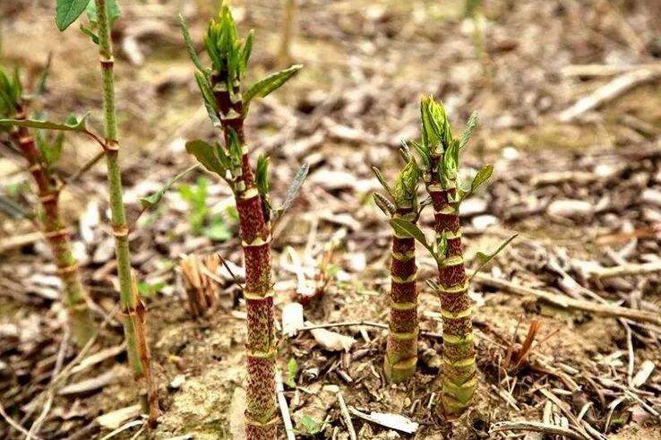 每年的春季,在有虎杖生长的地方,冒出新的嫩芽出来