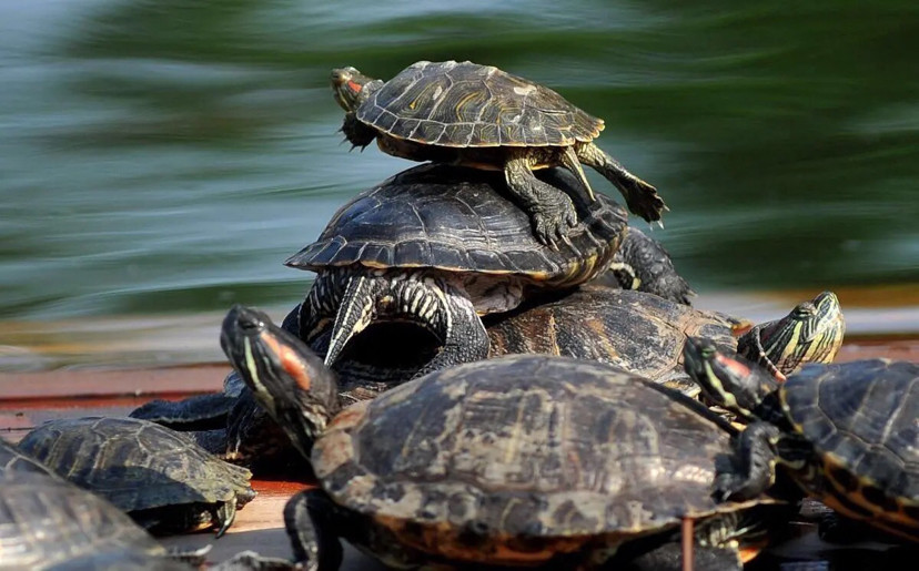 中华鳖乌龟等不入禁食名录,意思是可以吃了?