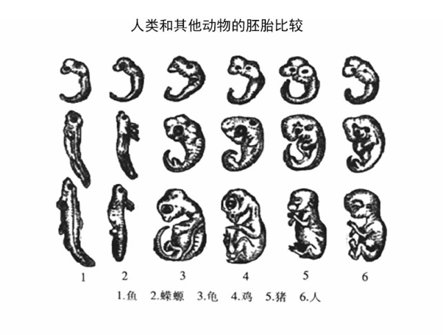 鱼类用鳃呼吸那么鼻孔是用来做什么的