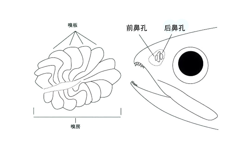 鱼类用鳃呼吸那么鼻孔是用来做什么的