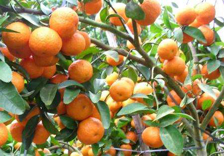 当年他毅然砍了50亩砂糖橘,改种水果黑老虎,如今身价斐然