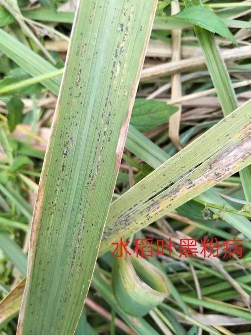 稻叶黑粉病的危害与防治
