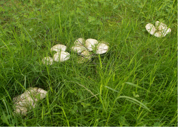 白蘑喜生长在北方草原的蘑菇圈带边缘上