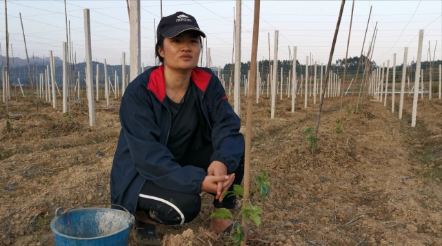 周小萍回乡创业,在家乡的土地上种植百香果 邓思恩 摄