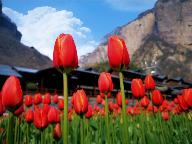 宝泉山地郁金香踏青赏花节开幕式3月6日隆重举行 大豫网 腾讯网