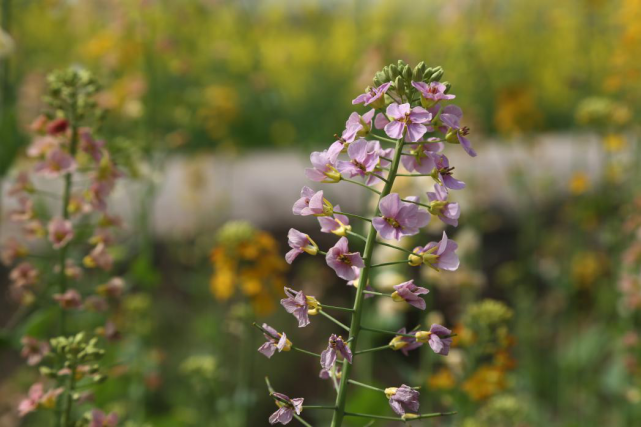 潼南陈抟故里崇龛花海景区6日开园彩色油菜呈现独特景致