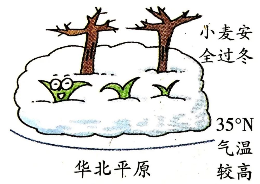 北方地区如何播种冬小麦和春小麦